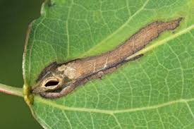 Attēlu rezultāti vaicājumam “Harmandia”