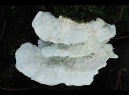 Attēlu rezultāti vaicājumam “Postia floriformis”