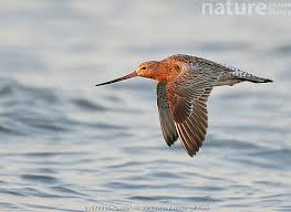 Attēlu rezultāti vaicājumam “Limosa lapponica”