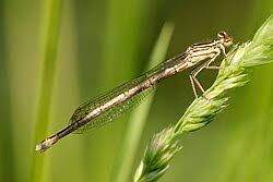 Attēlu rezultāti vaicājumam “Platycnemis pennipes”