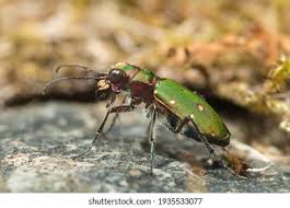 Attēlu rezultāti vaicājumam “Cicindela campestris imago”