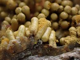 Attēlu rezultāti vaicājumam “Trichia contorta spores”