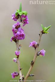 Attēlu rezultāti vaicājumam “Daphne mezereum flower”