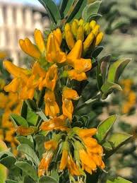 Attēlu rezultāti vaicājumam “Medicago”