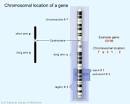 Chromosomal location of a gene - Genetics Home Reference