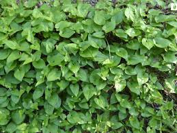 Attēlu rezultāti vaicājumam “Maianthemum bifolium leaf”