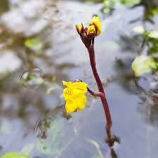 Attēlu rezultāti vaicājumam “Utricularia vulgaris”