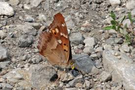 Attēlu rezultāti vaicājumam “Apatura ilia underside”