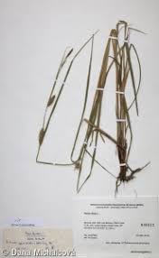 Attēlu rezultāti vaicājumam “Carex hirta fruit”