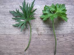 Attēlu rezultāti vaicājumam “Ranunculus repens leaf”