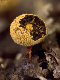 Attēlu rezultāti vaicājumam “Physarum oblatum macro”