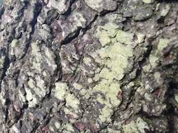 Attēlu rezultāti vaicājumam “Lecanora conizaeoides”