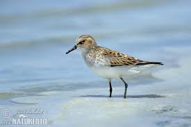 Attēlu rezultāti vaicājumam “Calidris minuta”