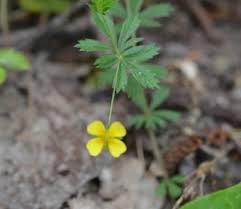 Image result for Potentilla tormentilla