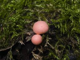 Attēlu rezultāti vaicājumam “Lycogala epidendrum aggr. macro”