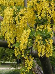 Attēlu rezultāti vaicājumam “Laburnum anagyroides flower”