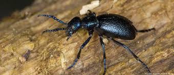 Attēlu rezultāti vaicājumam “Meloe sp. imago”