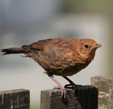 Attēlu rezultāti vaicājumam “Turdus merula juvenile”