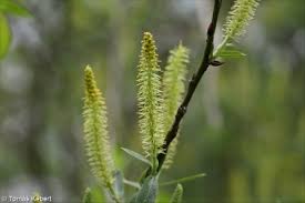 Attēlu rezultāti vaicājumam “Salix triandra male flower”