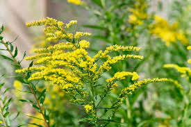 Attēlu rezultāti vaicājumam “Bunias orientalis flower”