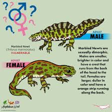 Attēlu rezultāti vaicājumam “Triturus vulgaris female”