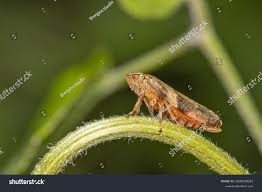 Attēlu rezultāti vaicājumam “Aphrophoridae”