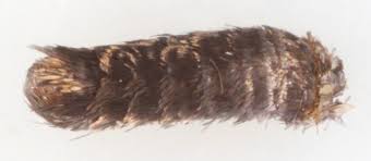 Attēlu rezultāti vaicājumam “Incurvaria praelatella”