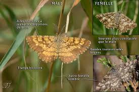 Attēlu rezultāti vaicājumam “Ematurga atomaria”