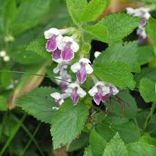 Image result for Melisse