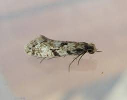 Attēlu rezultāti vaicājumam “Morophaga choragella”