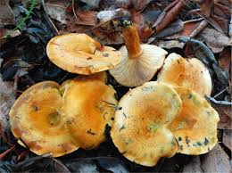 Attēlu rezultāti vaicājumam “Lactarius deliciosus”