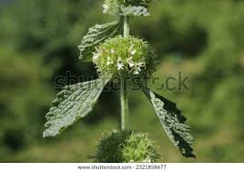Image result for Marrubium vulgare