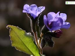 Attēlu rezultāti vaicājumam “Pulmonaria obscura flower”