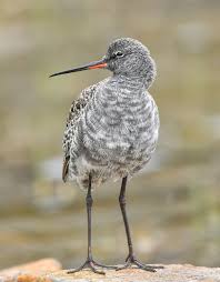 Image result for Tringa erythropus