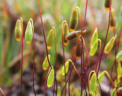 Attēlu rezultāti vaicājumam “Bryum bimum sporophyte”