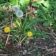 Attēlu rezultāti vaicājumam “Taraxacum officinale aggr. leaf”
