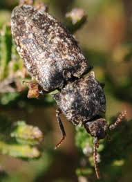 Attēlu rezultāti vaicājumam “Agrypnus murinus”