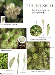 Attēlu rezultāti vaicājumam “Jungermannia hyalina cells”