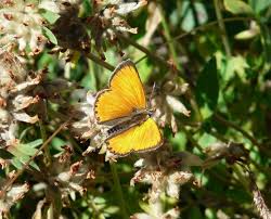 Attēlu rezultāti vaicājumam “Lycaena virgaureae male”