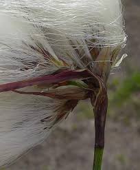 Attēlu rezultāti vaicājumam “Eriophorum latifolium fruit”