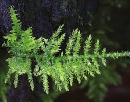 Attēlu rezultāti vaicājumam “Eurhynchium praelongum”