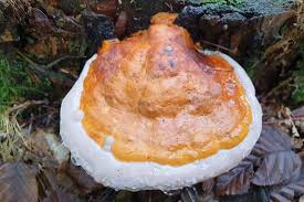 Attēlu rezultāti vaicājumam “Fomitopsis pinicola”