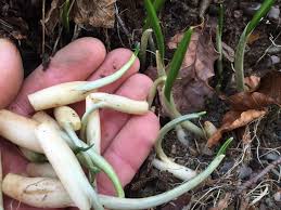 Attēlu rezultāti vaicājumam “Allium ursinum fruit”