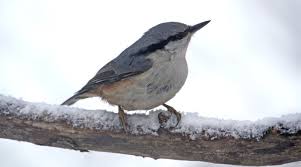 Attēlu rezultāti vaicājumam “Sitta europaea male”