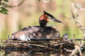 Attēlu rezultāti vaicājumam “Podiceps cristatus nest”
