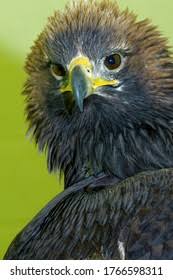 Attēlu rezultāti vaicājumam “Aquila chrysaetos adult”