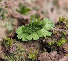 Attēlu rezultāti vaicājumam “Riccia glauca”