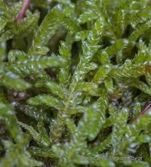 Attēlu rezultāti vaicājumam “Hypnum jutlandicum”