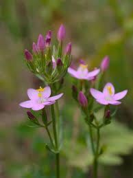 Attēlu rezultāti vaicājumam “Centaurium erythraea flower”