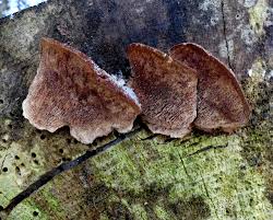 Attēlu rezultāti vaicājumam “Postia leucomallella”